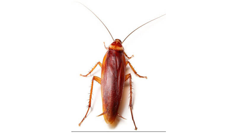 A Cockroach