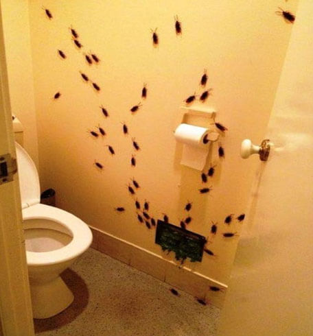 Roaches-in-My-Bathroom